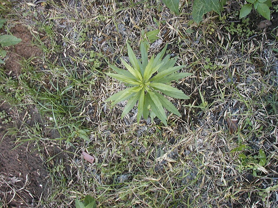 Erigeron canadensis (horseweed)