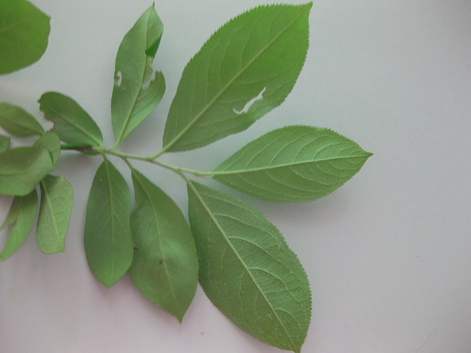 Amelanchier arborea (common serviceberry)