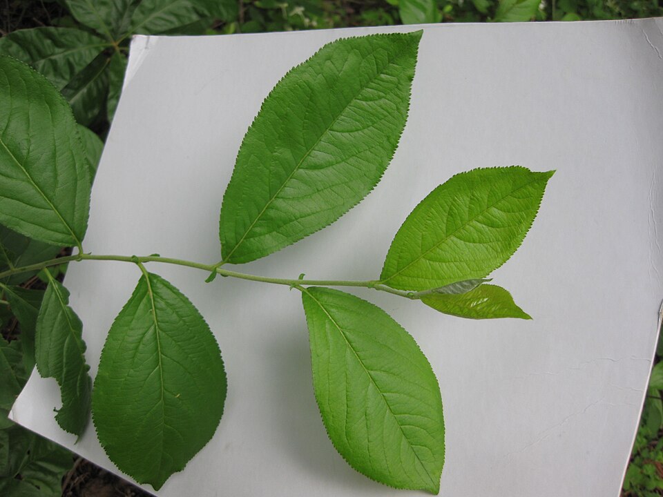 Amelanchier arborea (common serviceberry)