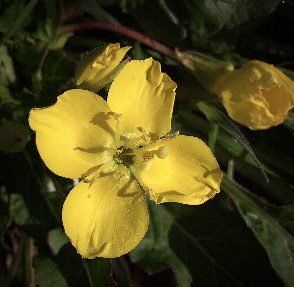 Taraxia ovata (Sun Cup) (alternate view 4)
