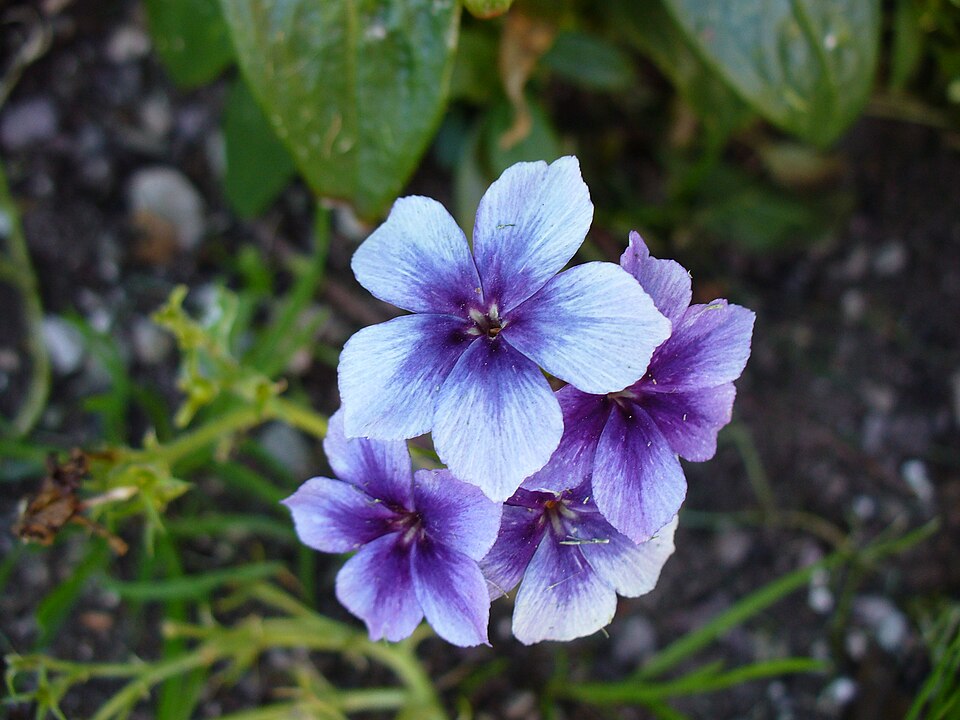Phlox drummondii (Drummond's phlox) (alternate view 6)