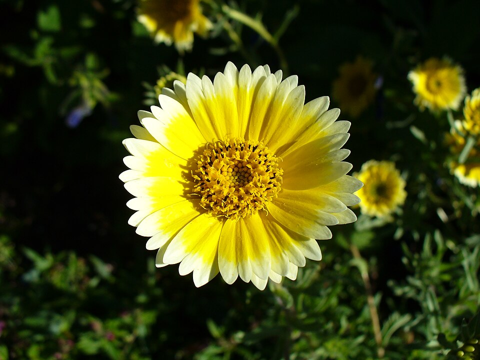 Layia platyglossa (tidy tips) (alternate view 3)