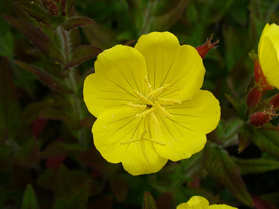 Oenothera fruticosa (evening primrose) (alternate view 9)