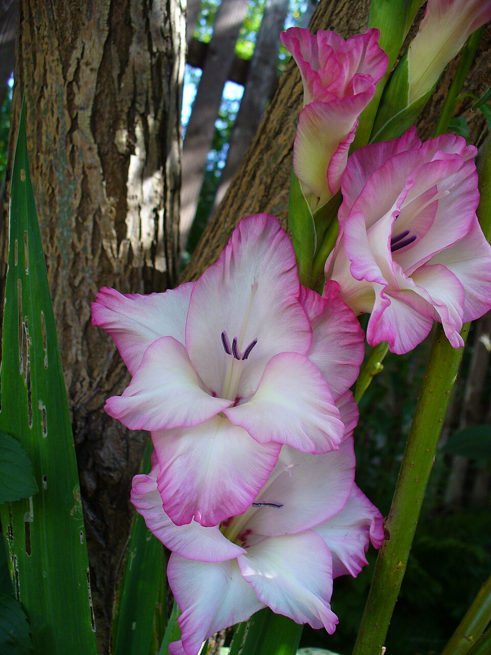 Gladiolus × hortulanus (Large-flowered Gladiolus) (alternate view 4)