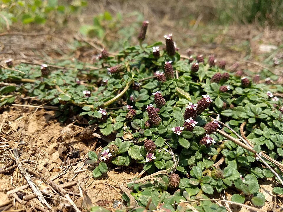 Phyla (frogfruits) (alternate view 2)