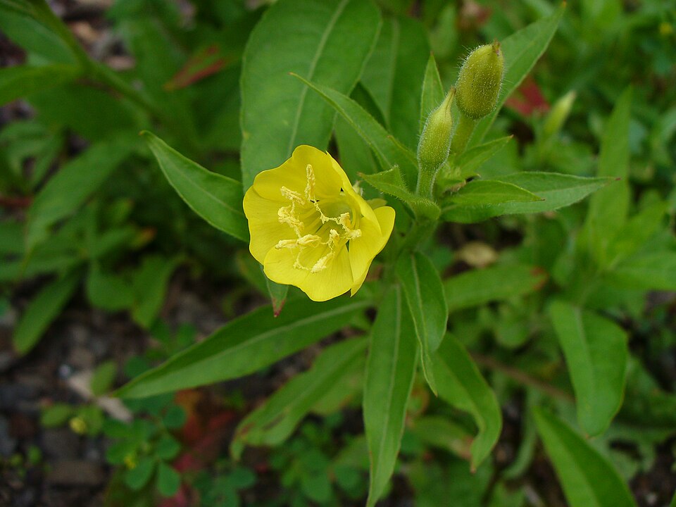 Oenothera biennis (evening primrose) (alternate view 6)