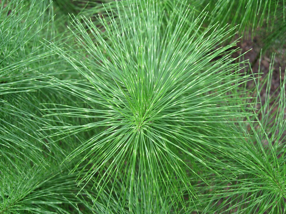 Equisetum telmateia (great horsetail)