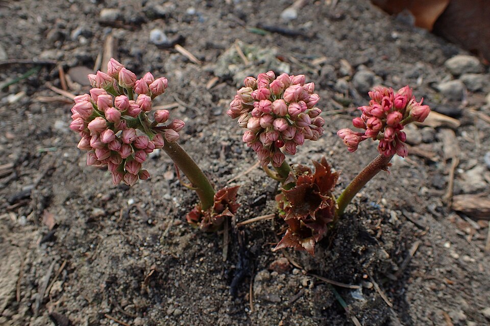 Mukdenia rossii 'Karasuba' (Karasuba Mukdenia)