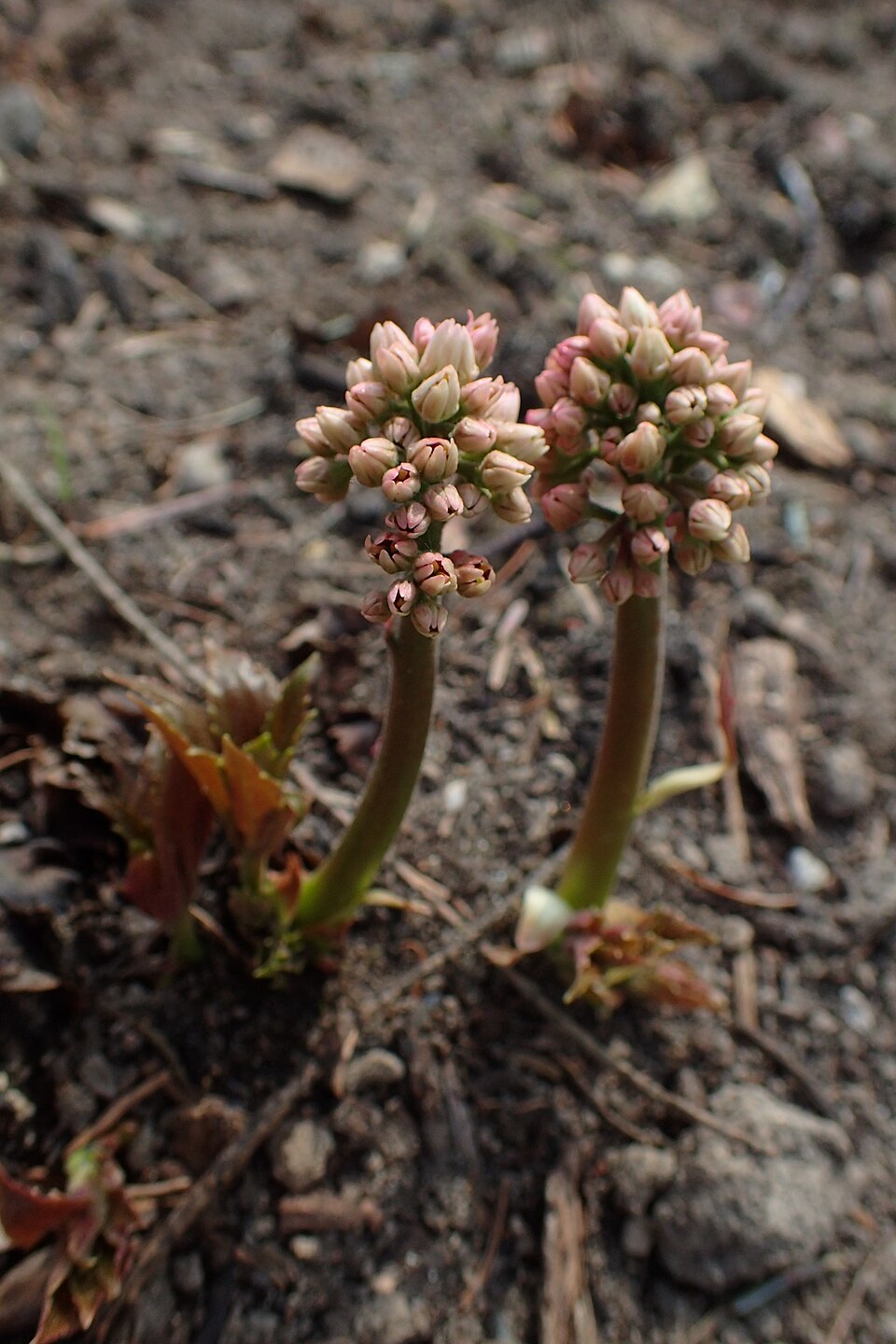 Mukdenia rossii 'Karasuba' (Karasuba Mukdenia) (alternate view 2)