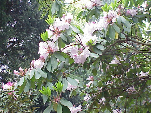 Rhododendron fortunei, Fortune's rhododendron — upright evergreen (Ericaceae) (image 2 of 10)