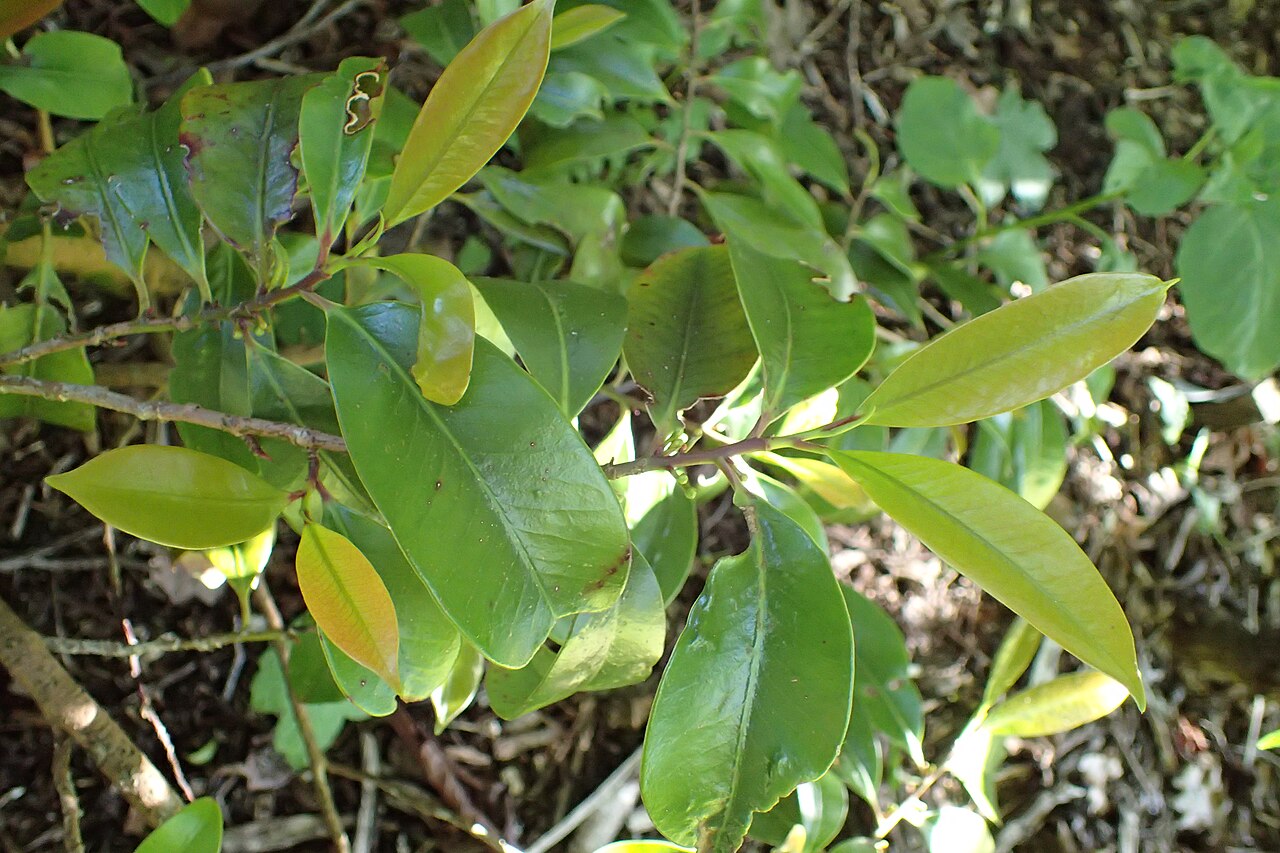 Cleyera japonica, Sakaki — upright evergreen (Pentaphylacaceae) (image 8 of 8)