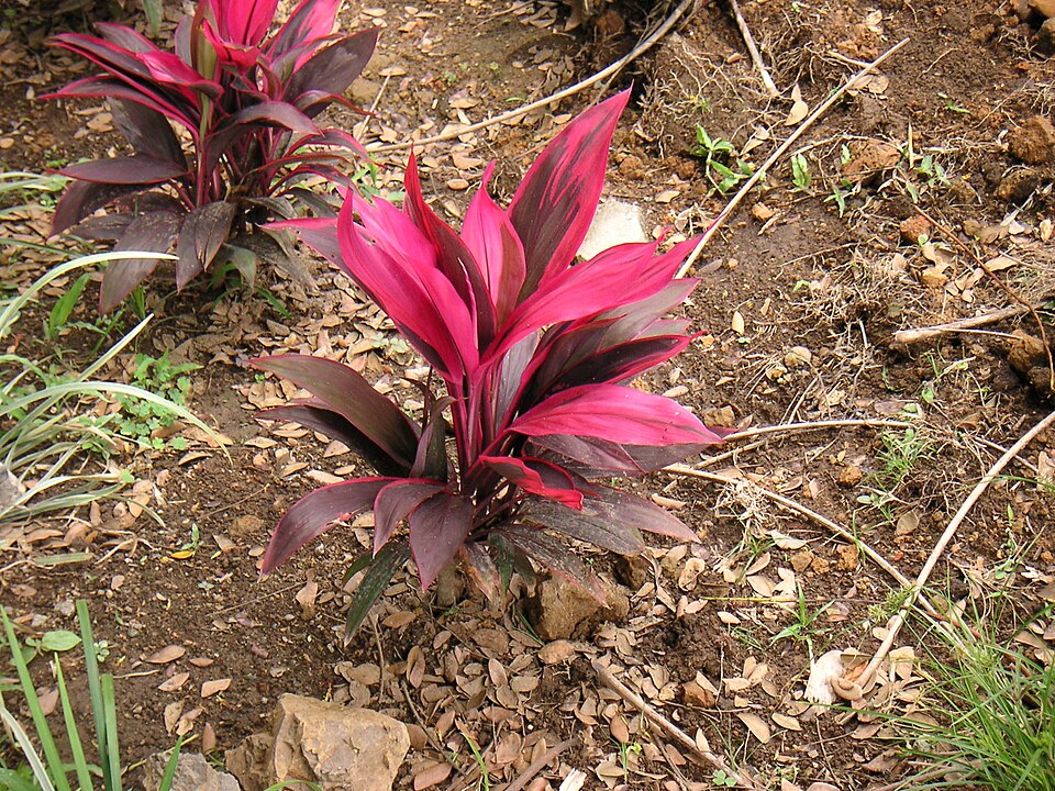 Cordyline fruticosa (Ti Plant) (alternate view 6)