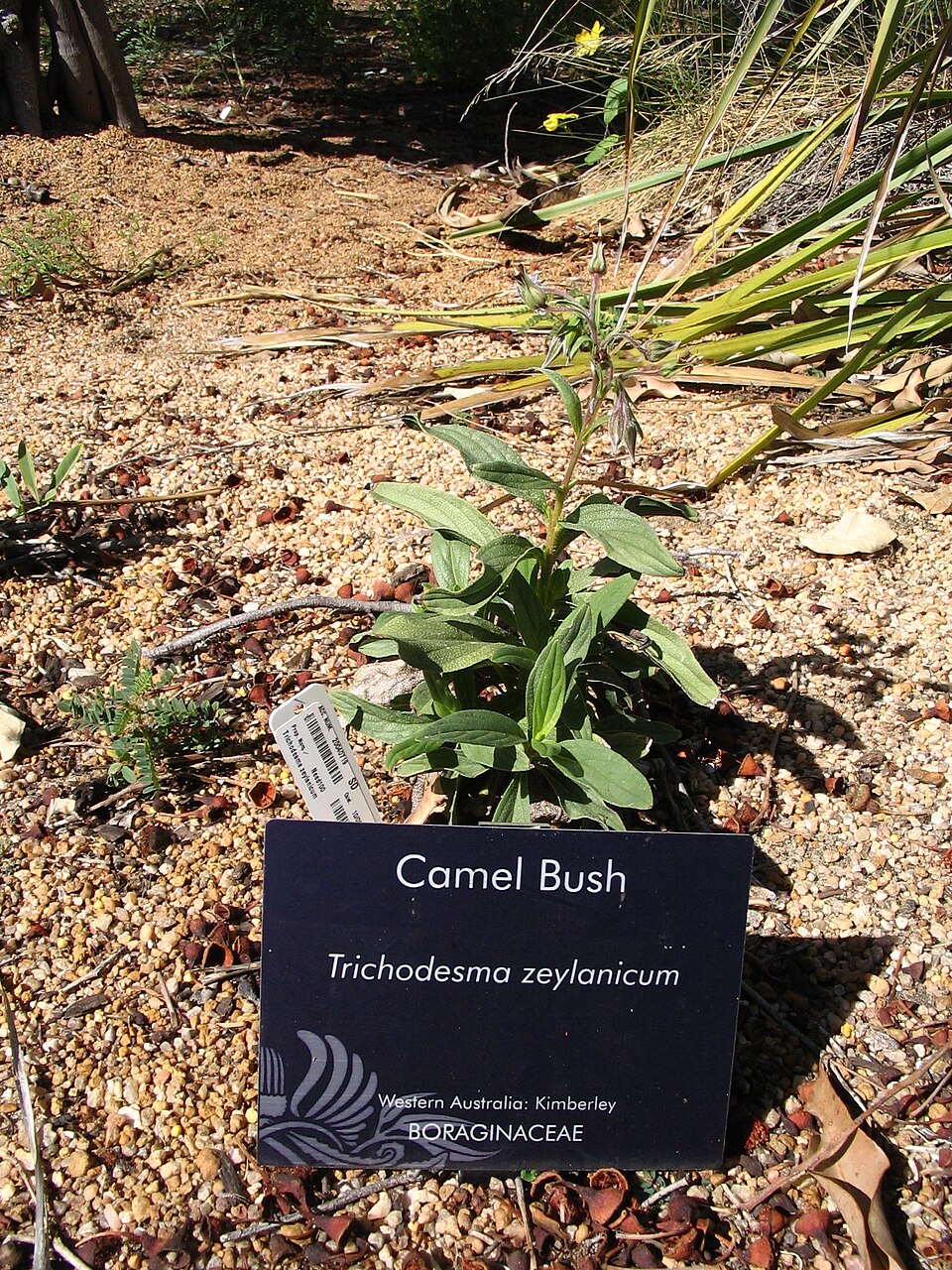 Trichodesma zeylanicum (camel bush) (alternate view 7)