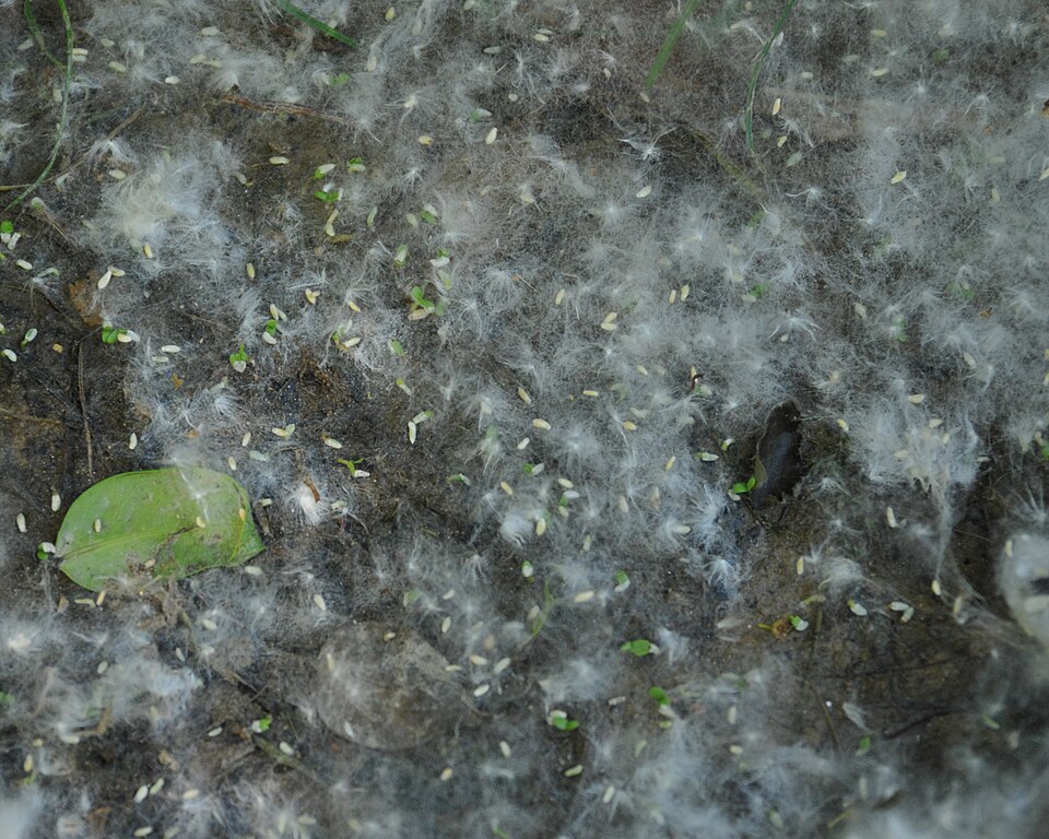 Populus deltoides (Eastern Cottonwood)