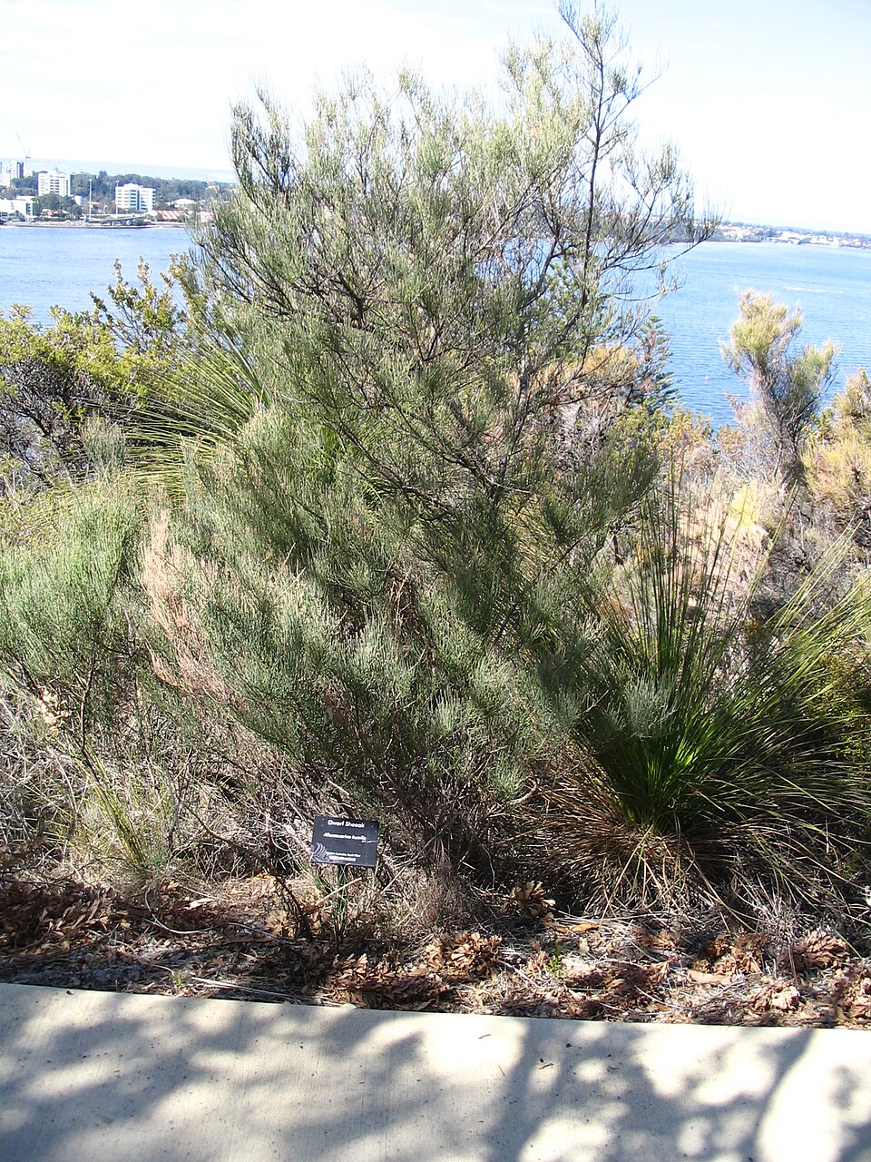 Allocasuarina humilis (dwarf sheoak) (alternate view 7)