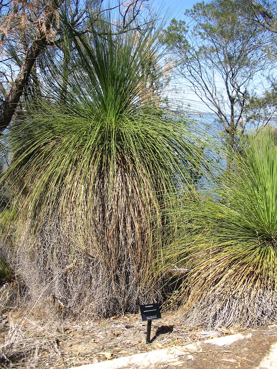 Xanthorrhoea preissii (Balga) (alternate view 8)