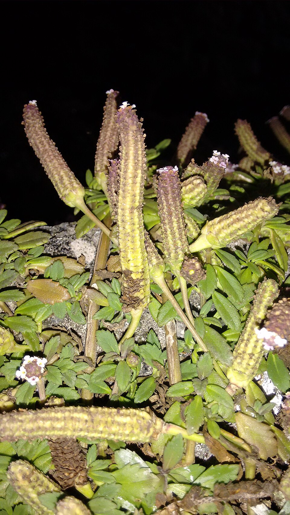 Phyla (frogfruits) (alternate view 3)