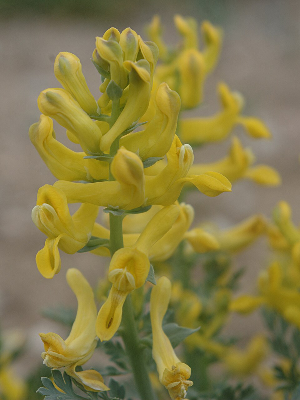 Corydalis aurea (golden corydalis) (alternate view 8)