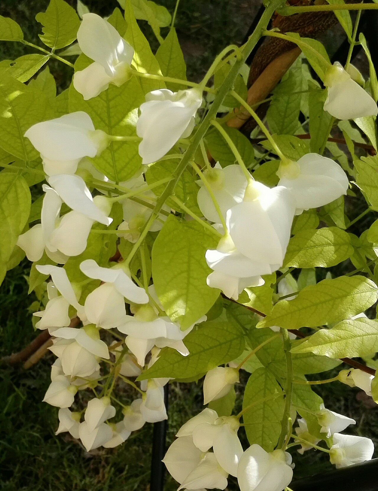 Wisteria brachybotrys, Silky wisteria — climbing deciduous (Fabaceae) (image 8 of 10)