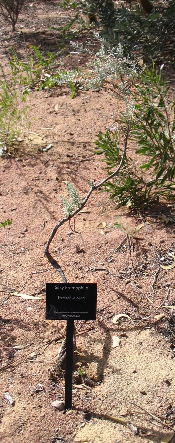 Eremophila nivea (alternate view 6)