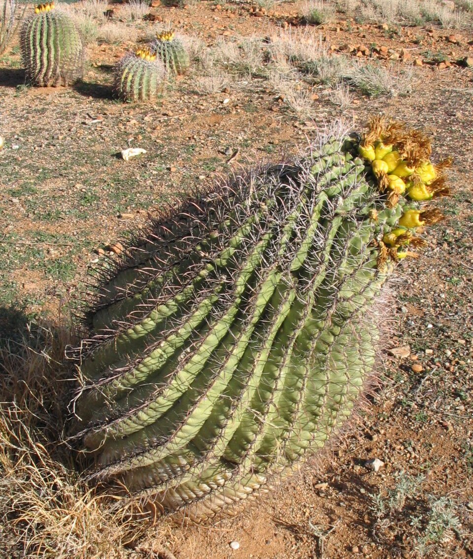 Ferocactus wislizeni (fishhook barrel cactus)