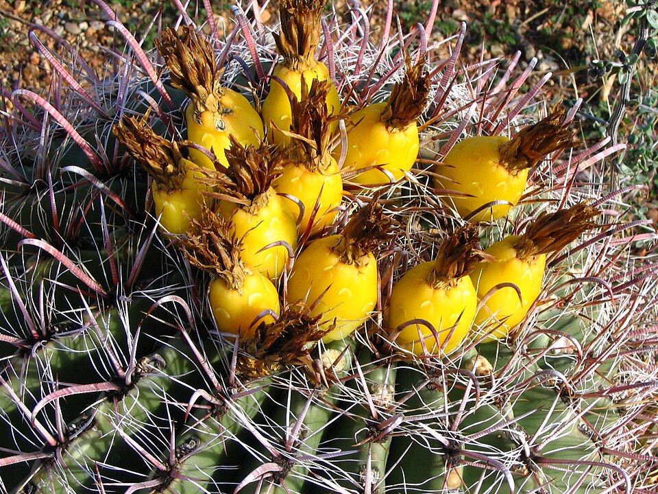Ferocactus wislizeni (fishhook barrel cactus)