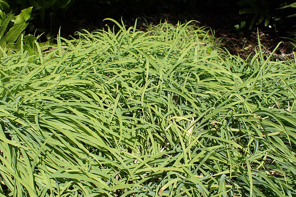 Arthropodium candidum (White Rock Lily)