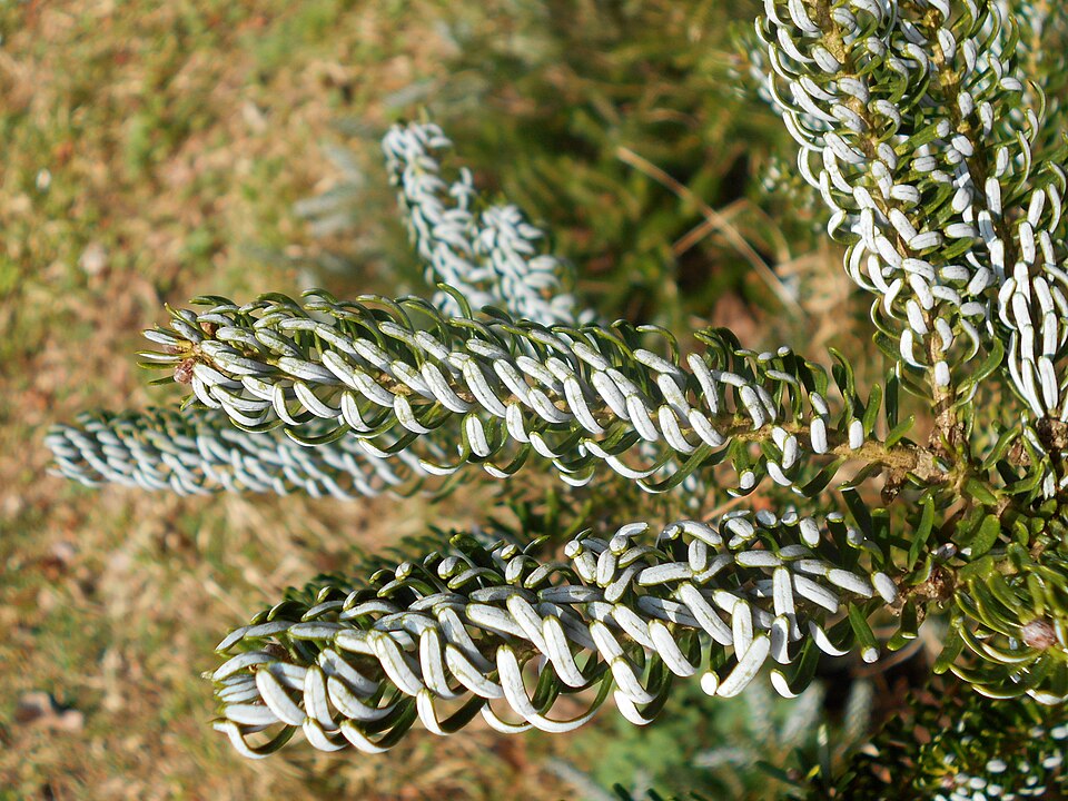 Abies koreana 'Silberlocke' (Silberlocke Korean Fir) (alternate view 4)