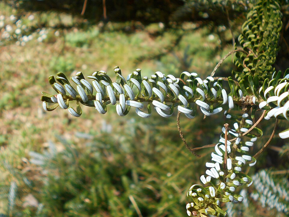 Abies koreana 'Silberlocke' (Silberlocke Korean Fir) (alternate view 5)