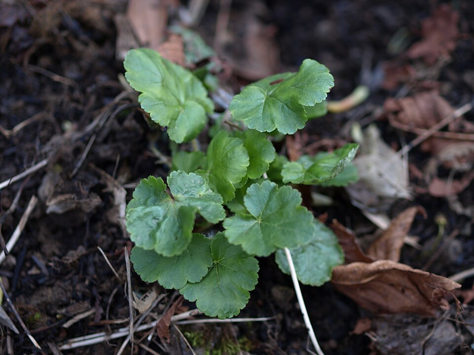 Heuchera chlorantha (Tall Alumroot) (alternate view 8)