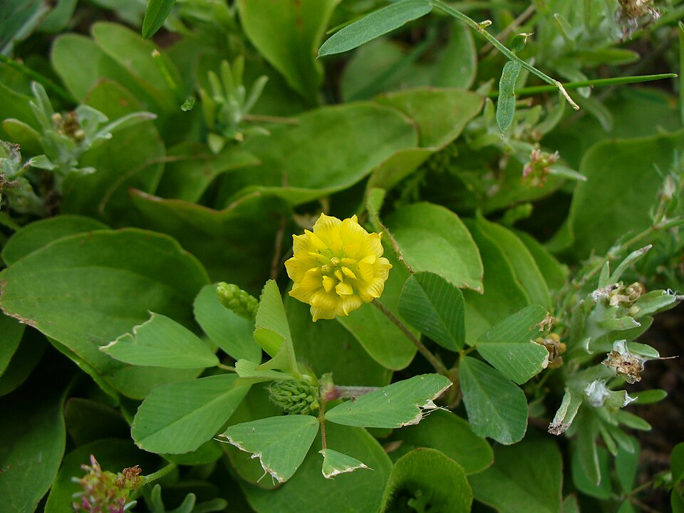 Trifolium campestre (hop trefoil)