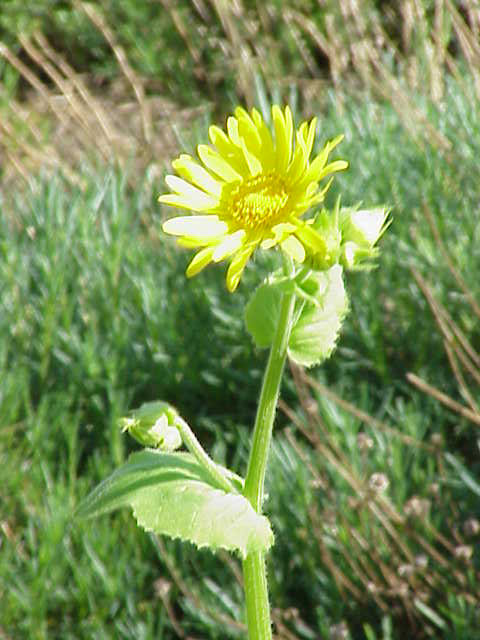Doronicum pardalianches (Leopard's-bane)