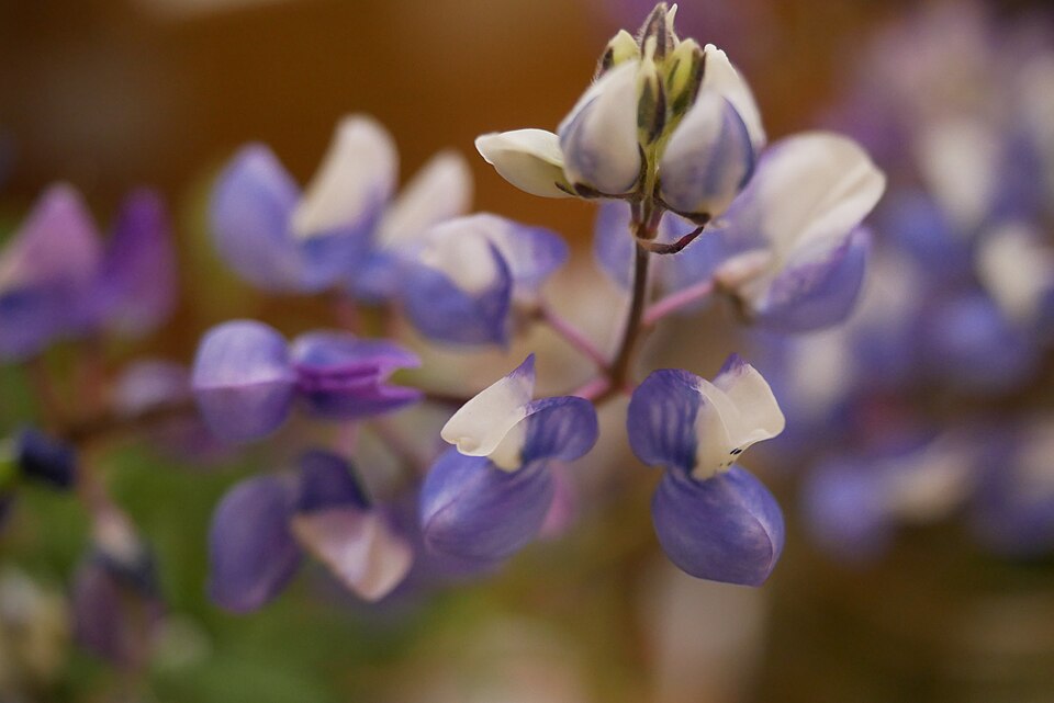 Lupinus nanus (Sky Lupine) (alternate view 10)