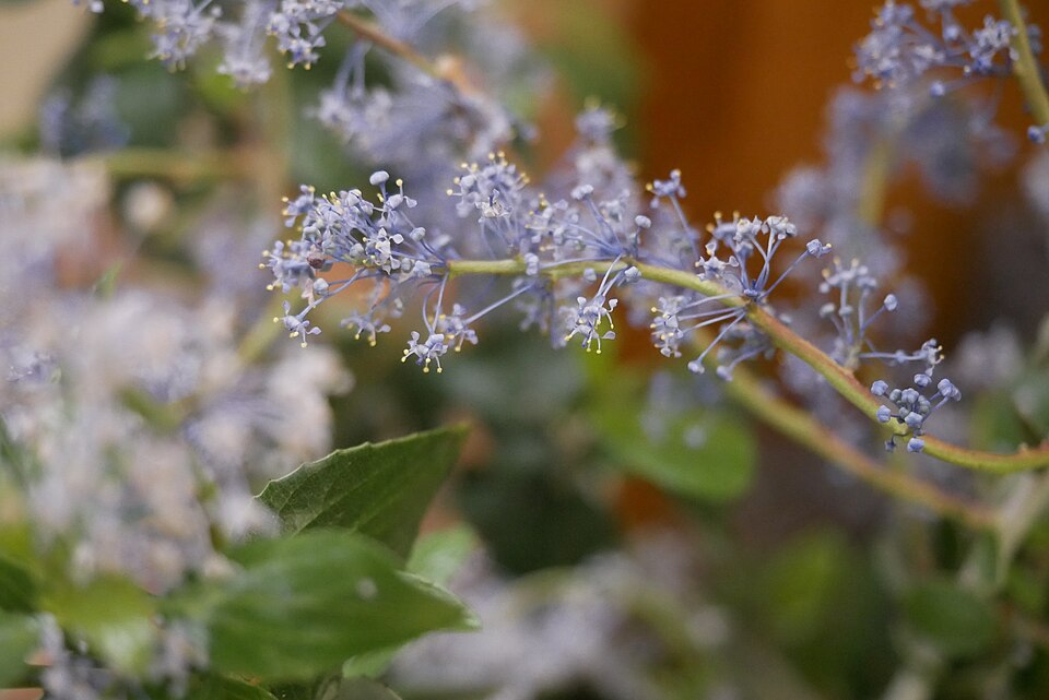 Ceanothus leucodermis (chaparral whitethorn) (alternate view 8)