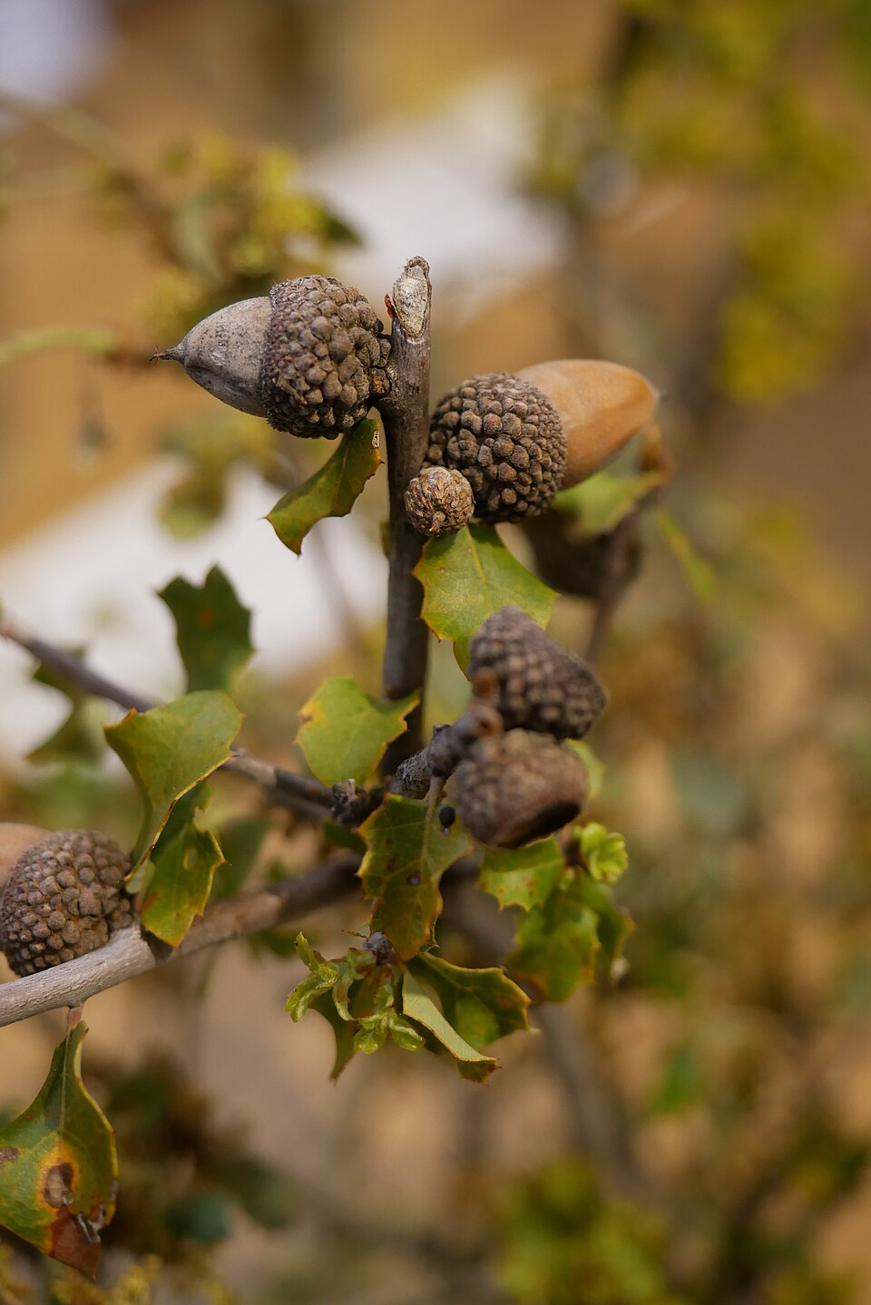 Quercus berberidifolia (California scrub oak) (alternate view 2)