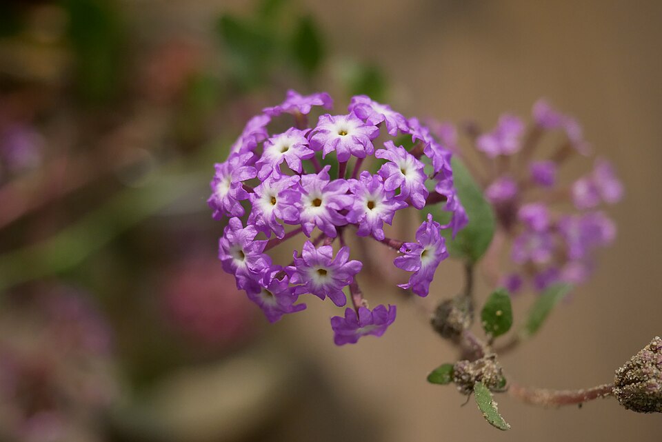 Abronia umbellata (Pink Sand Verbena) (alternate view 8)