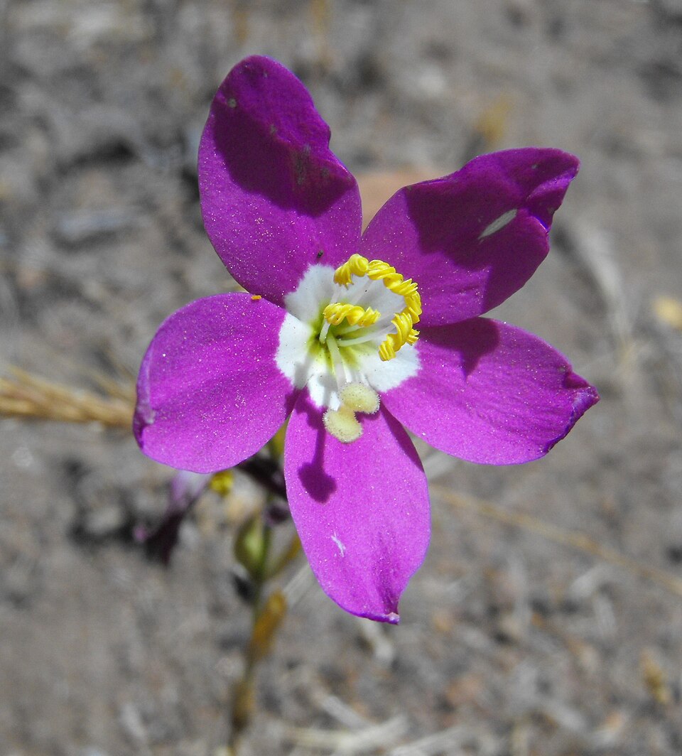 Zeltnera venusta (California Centaury) (alternate view 7)
