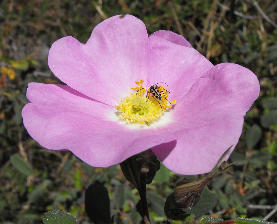 Rosa californica (California Wild Rose) (alternate view 5)