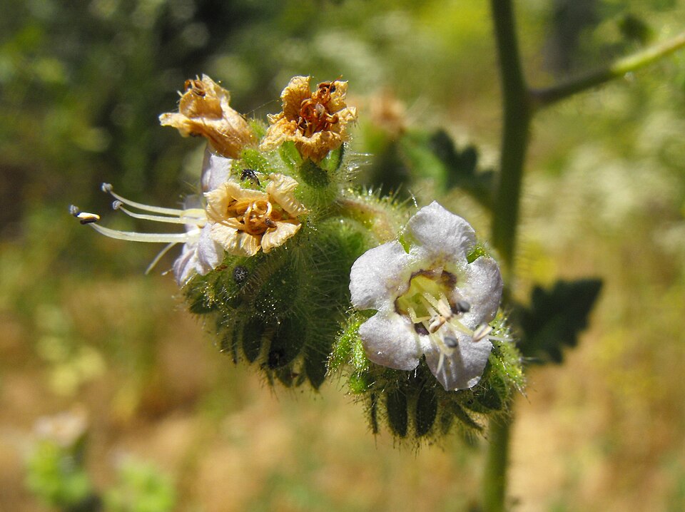 Phacelia ramosissima (branching phacelia) (alternate view 7)