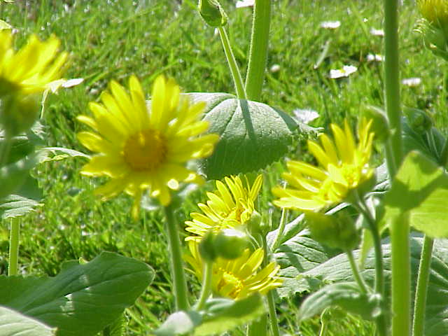 Doronicum pardalianches (Leopard's-bane)