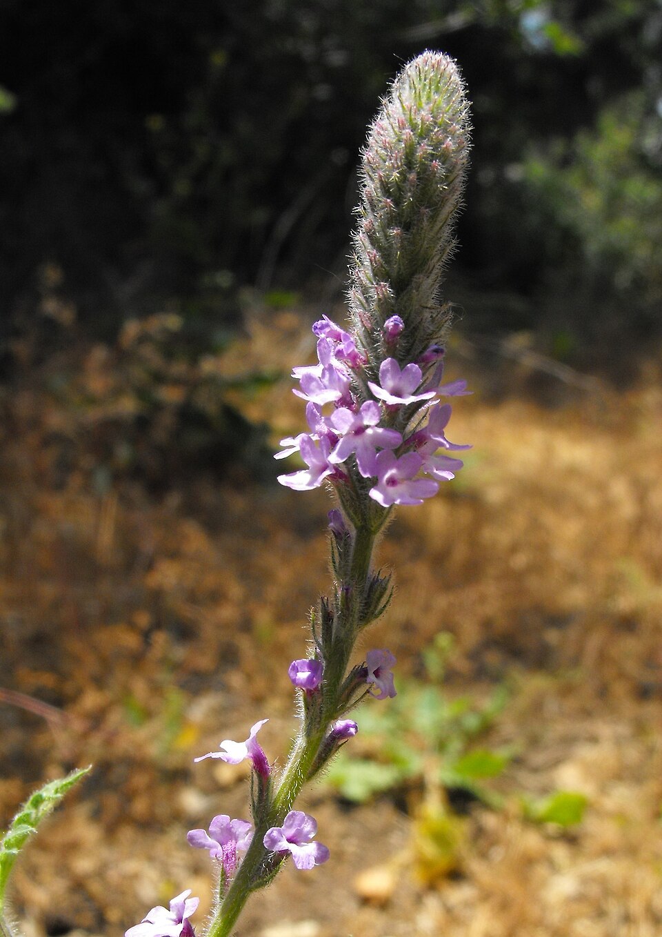 Verbena lasiostachys (western vervain) (alternate view 7)