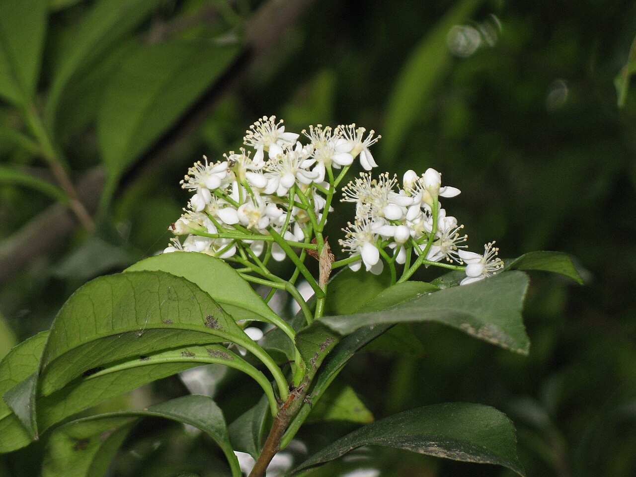 Photinia glabra, Japanese photinia — upright evergreen (Rosaceae) (image 6 of 10)