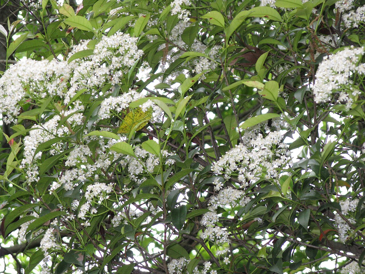 Photinia glabra, Japanese photinia — upright evergreen (Rosaceae) (image 7 of 10)