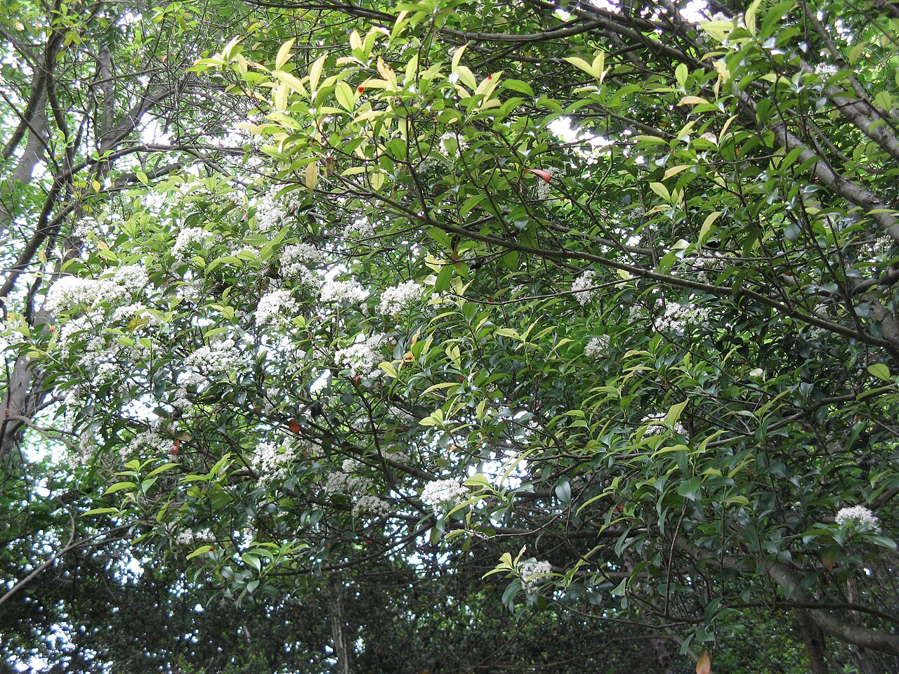 Photinia glabra, Japanese photinia — upright evergreen (Rosaceae) (image 8 of 10)