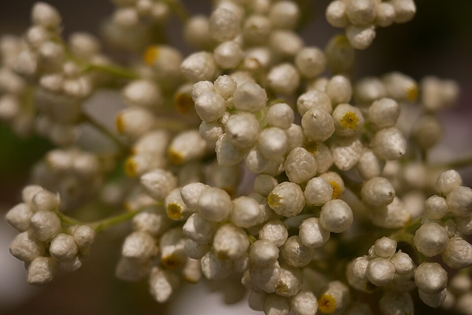 Pseudognaphalium californicum (California cudweed) (alternate view 5)