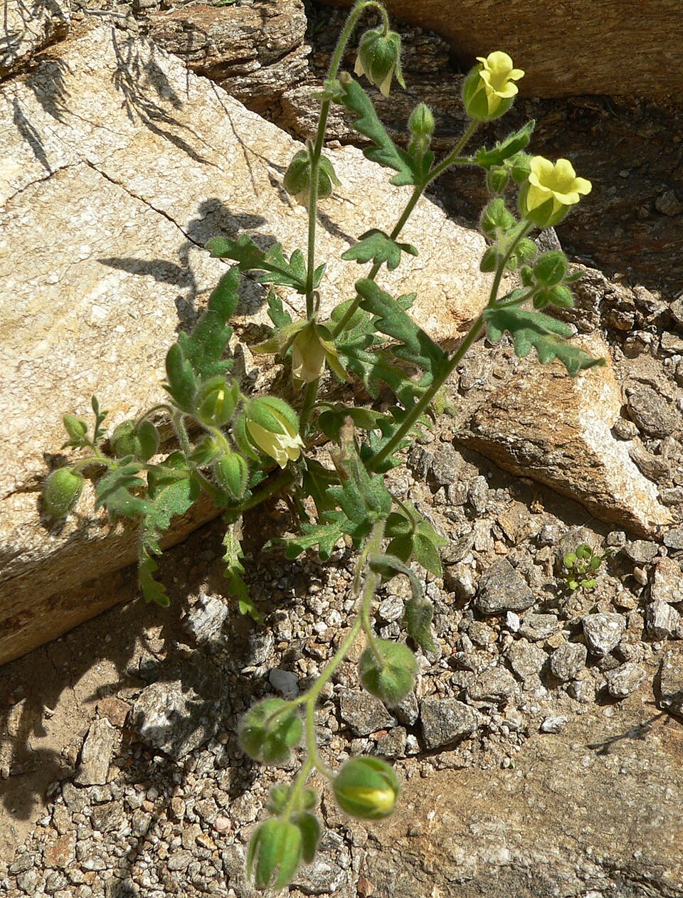 Emmenanthe penduliflora (whispering bells) (alternate view 8)