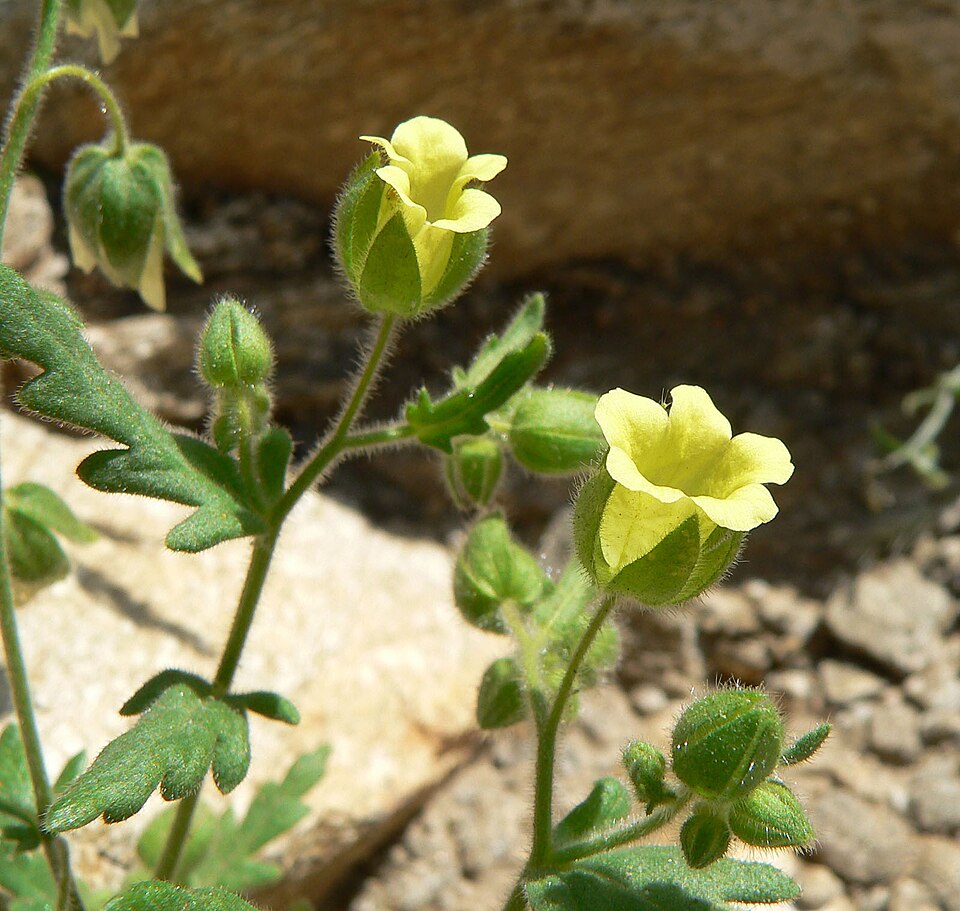 Emmenanthe penduliflora (whispering bells) (alternate view 9)