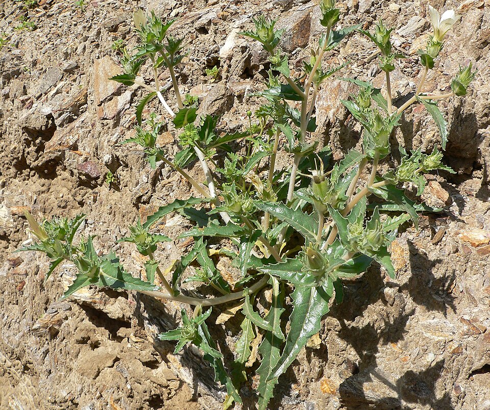 Mentzelia involucrata (sand blazingstar) (alternate view 8)