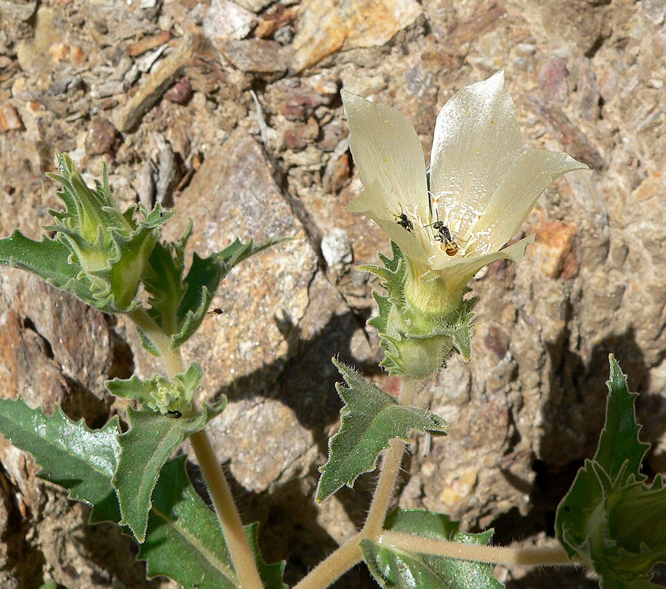 Mentzelia involucrata (sand blazingstar) (alternate view 9)