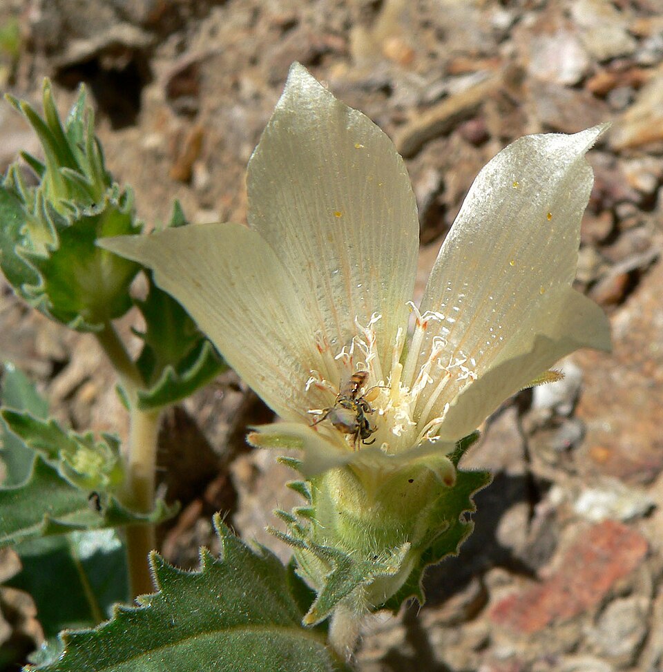 Mentzelia involucrata (sand blazingstar) (alternate view 10)